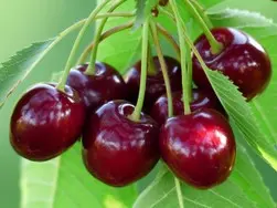 cerezas Vitamina B1